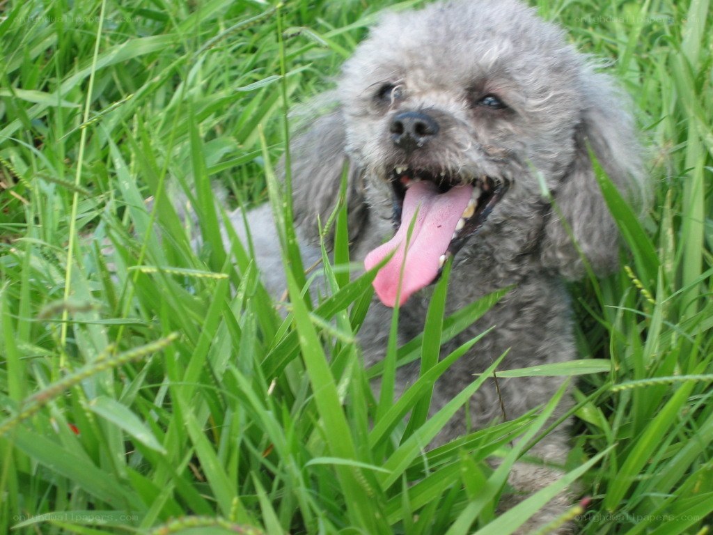 poodle in the grass