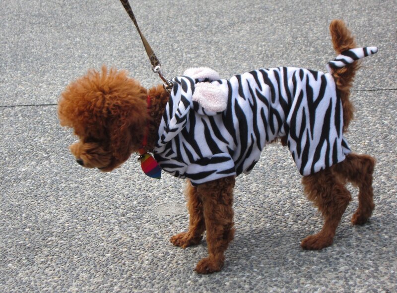 Poodle in Zebra Costume