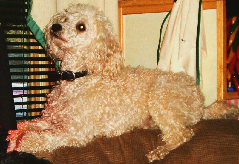 poodle on a couch