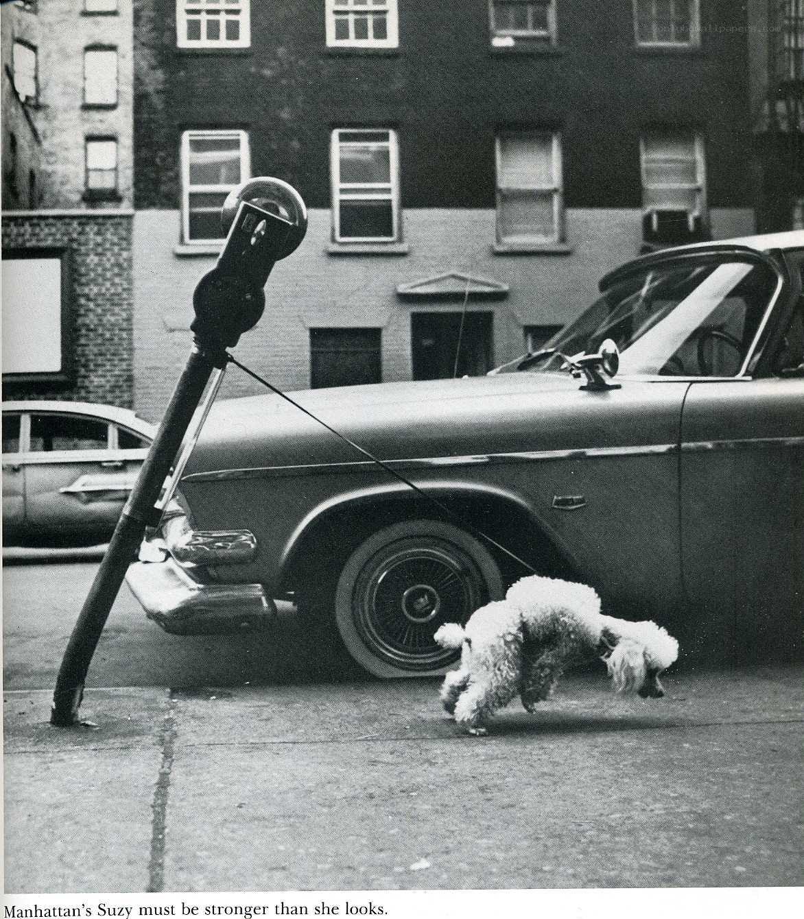Poodle on a leash in Manhattan