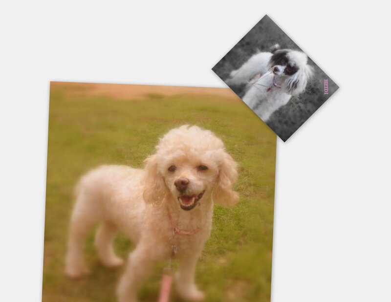 Poodle on a leash