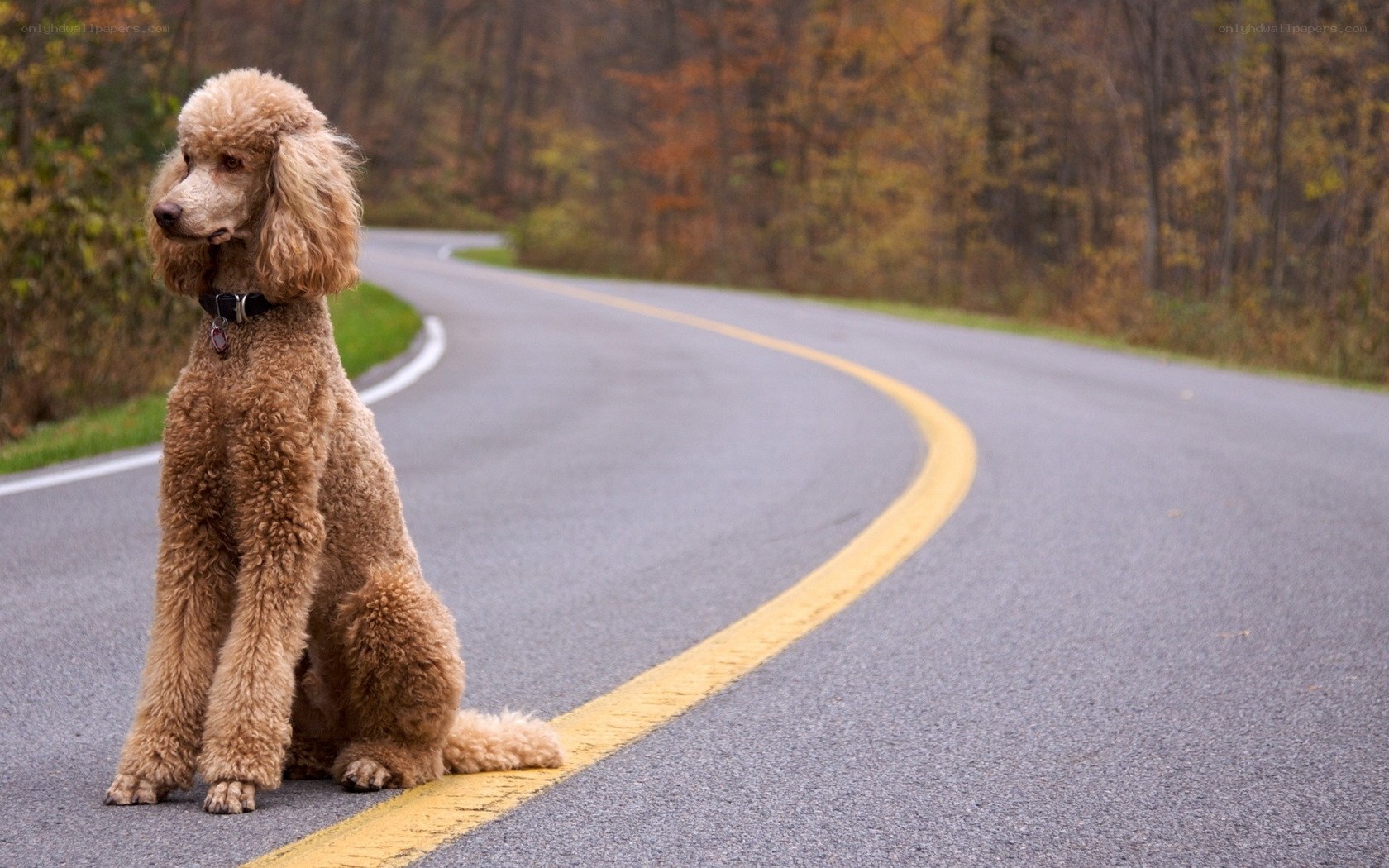 Poodle on a winding road