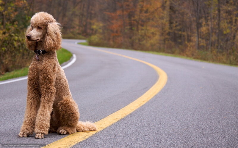Poodle on Road — Brown, Calm