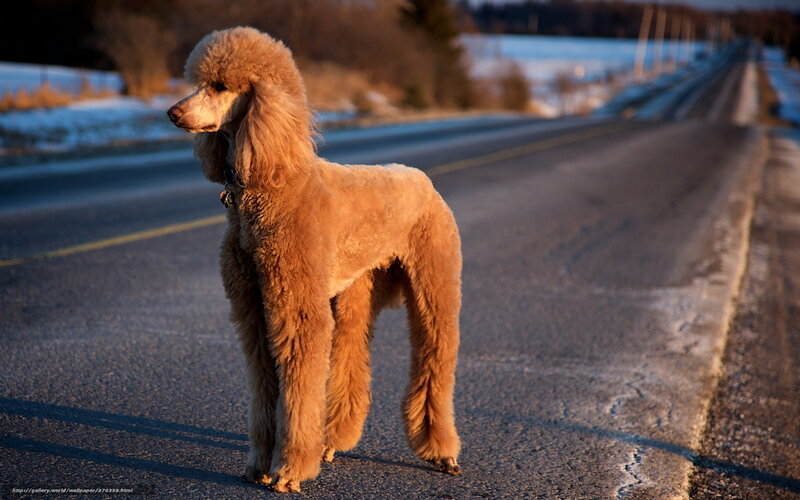 Poodle on Road — Brown, Serene