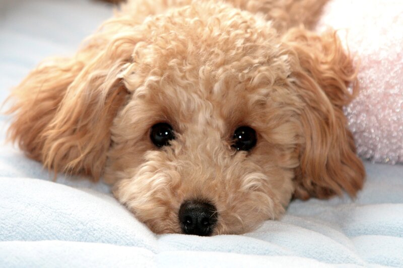 Poodle Puppy Lying Down