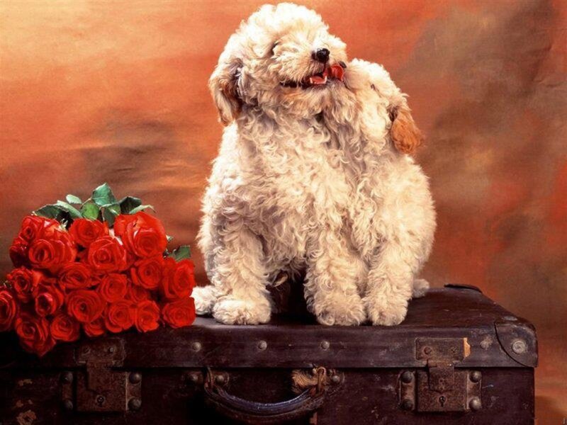 Poodle Puppy on Suitcase