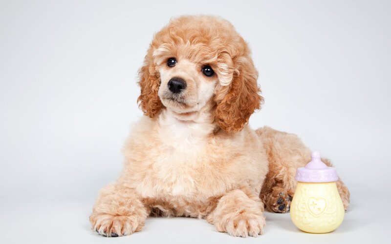 Poodle Puppy