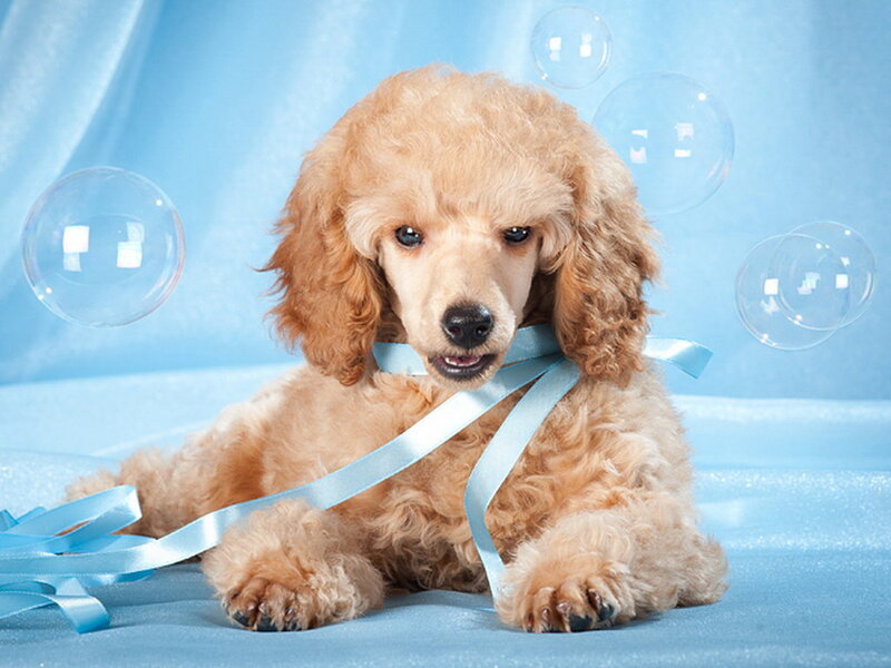 Poodle Puppy with Ribbon