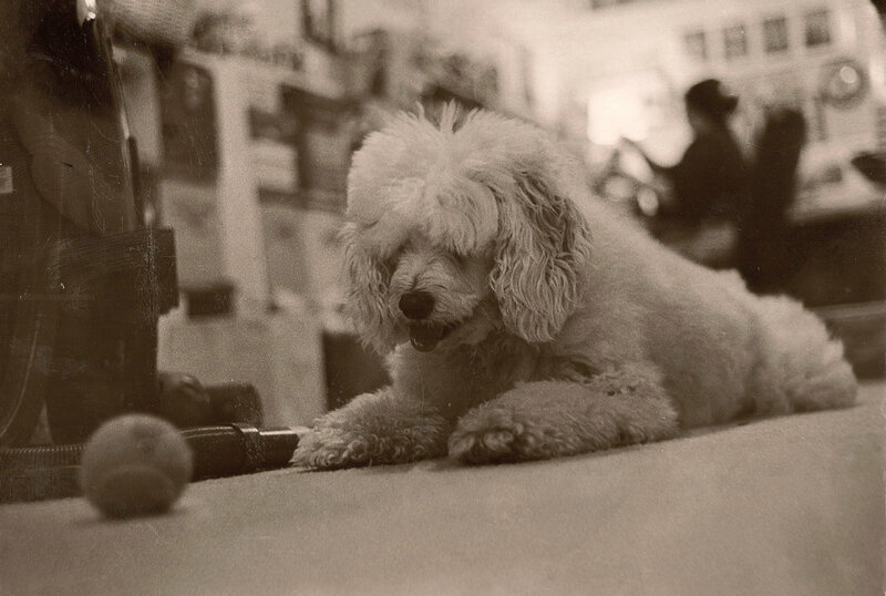 poodle resting on carpet