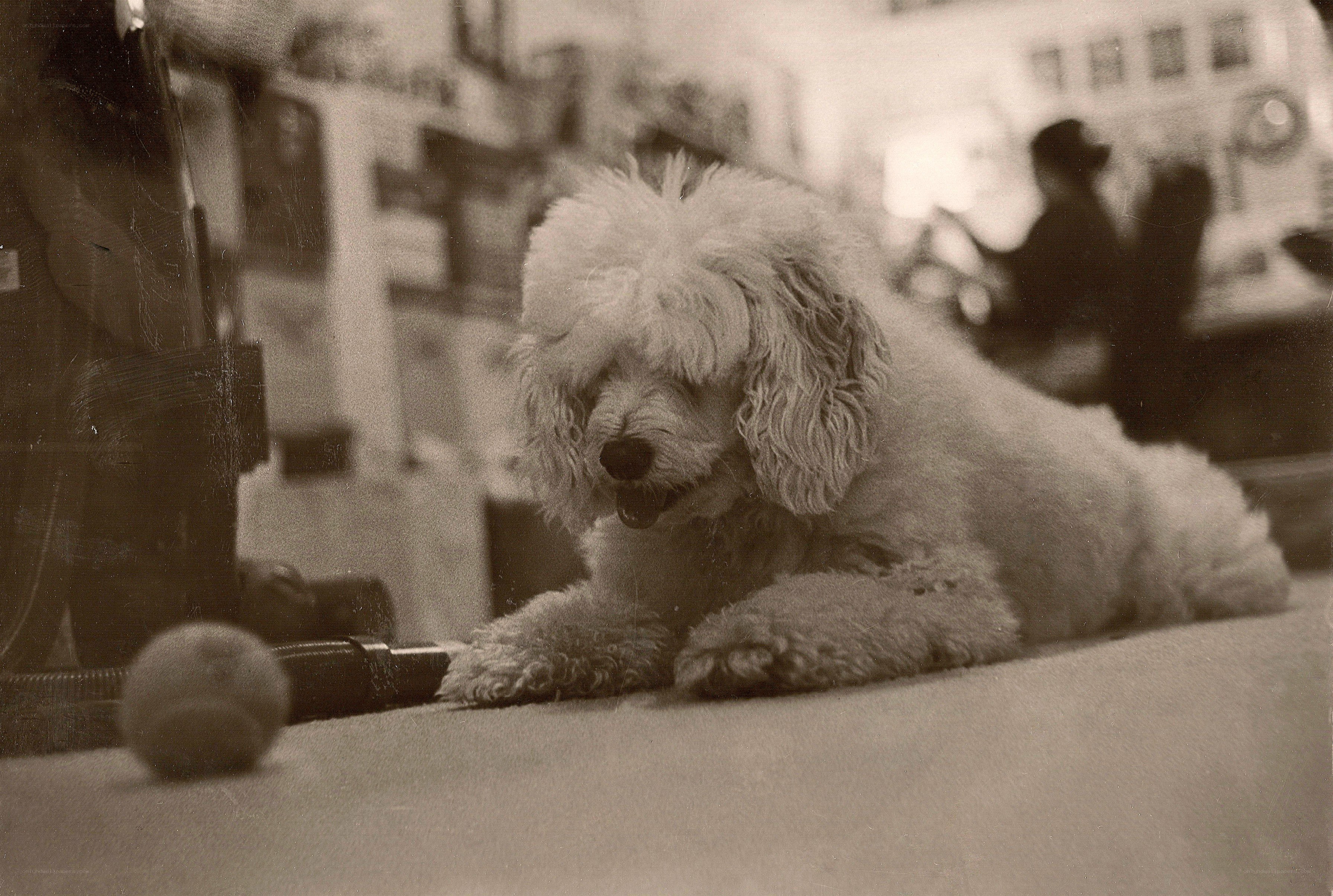poodle resting on carpet