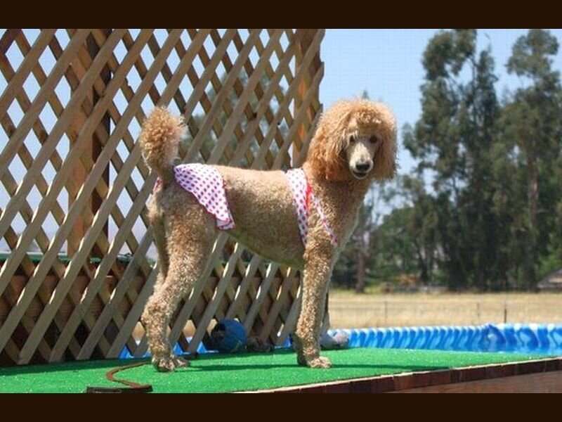 Poodle Wearing Bandana