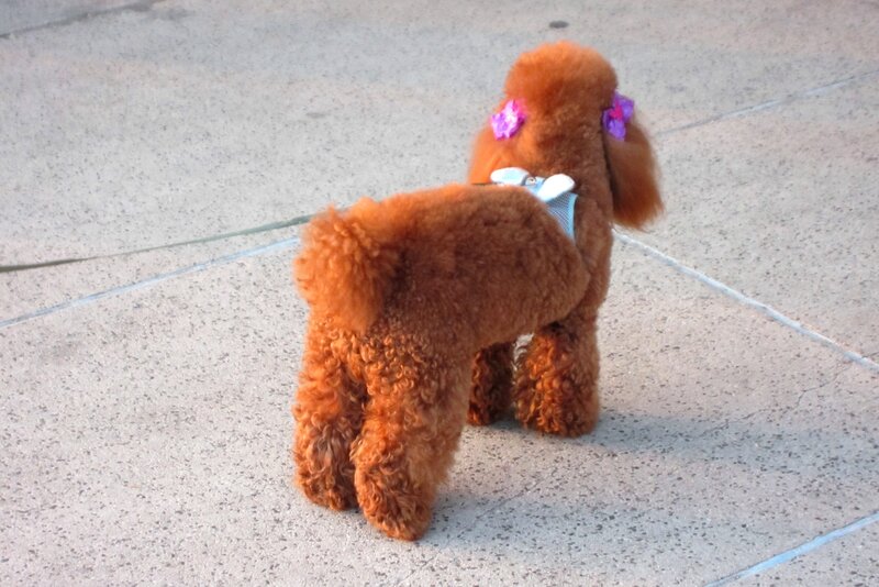 Poodle with Bows