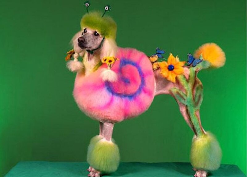 Poodle with Floral Grooming