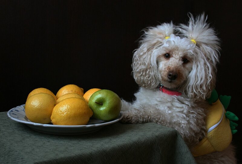 Poodle with Fruit