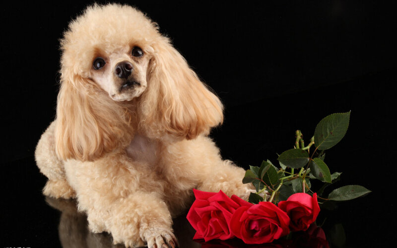Poodle with Roses — Beige, Dramatic