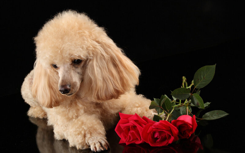 Poodle with Roses — Beige