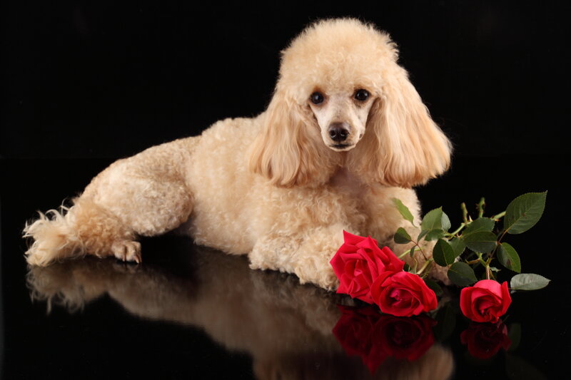 Poodle with Roses