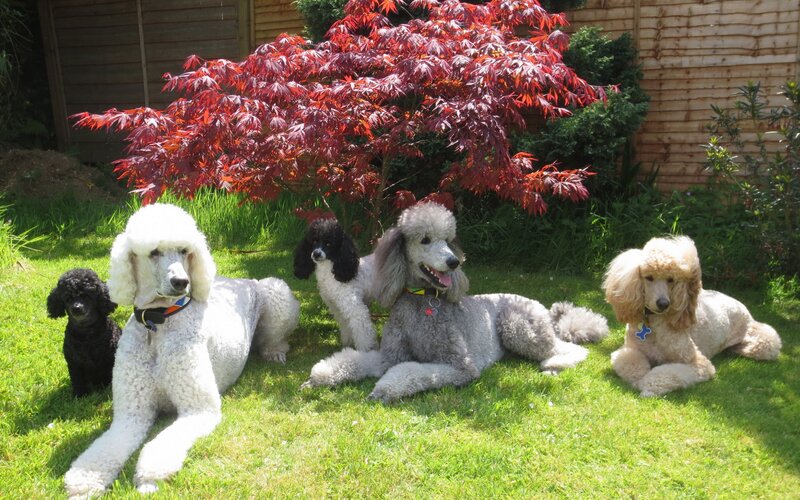 Poodles on Grass