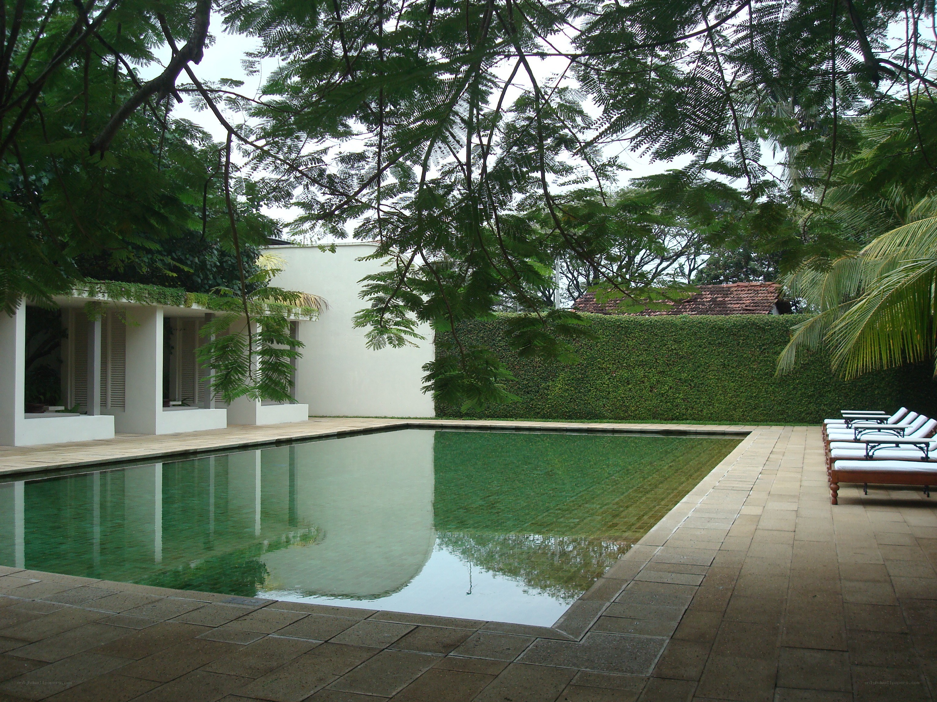 Poolside garden with lounge chairs