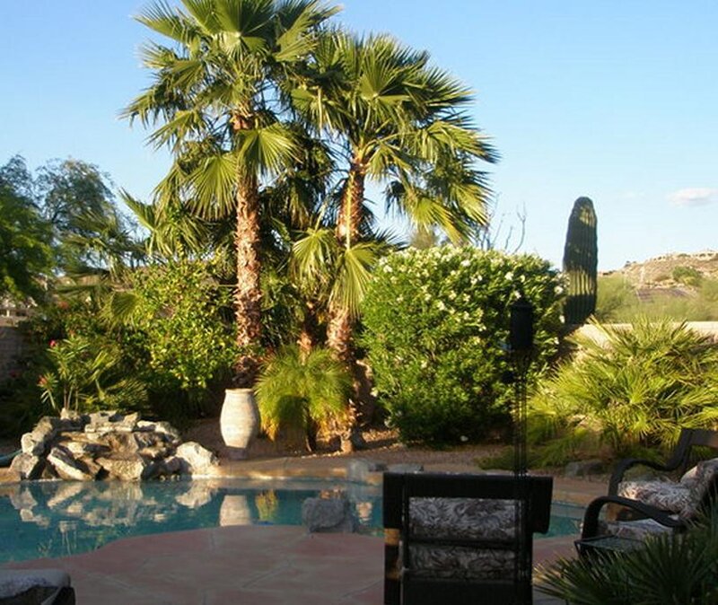 Poolside garden with palm trees