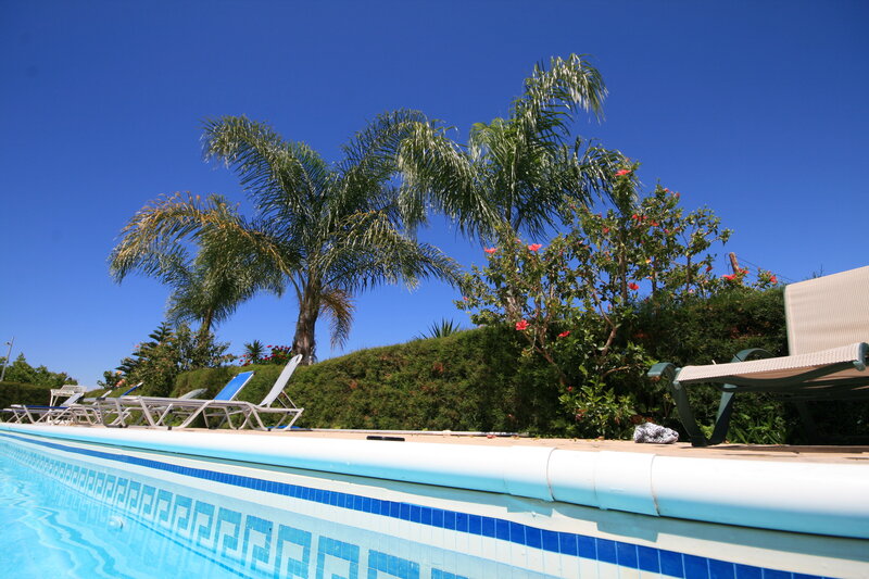 Poolside Lounge Chairs — Blue, Serene, Afternoon, Photograph, Palm Trees, Flowers