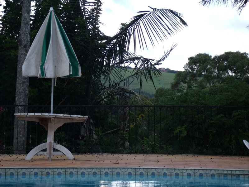 Poolside with umbrella and palm