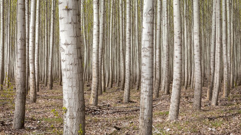 Poplar Trees in Forest