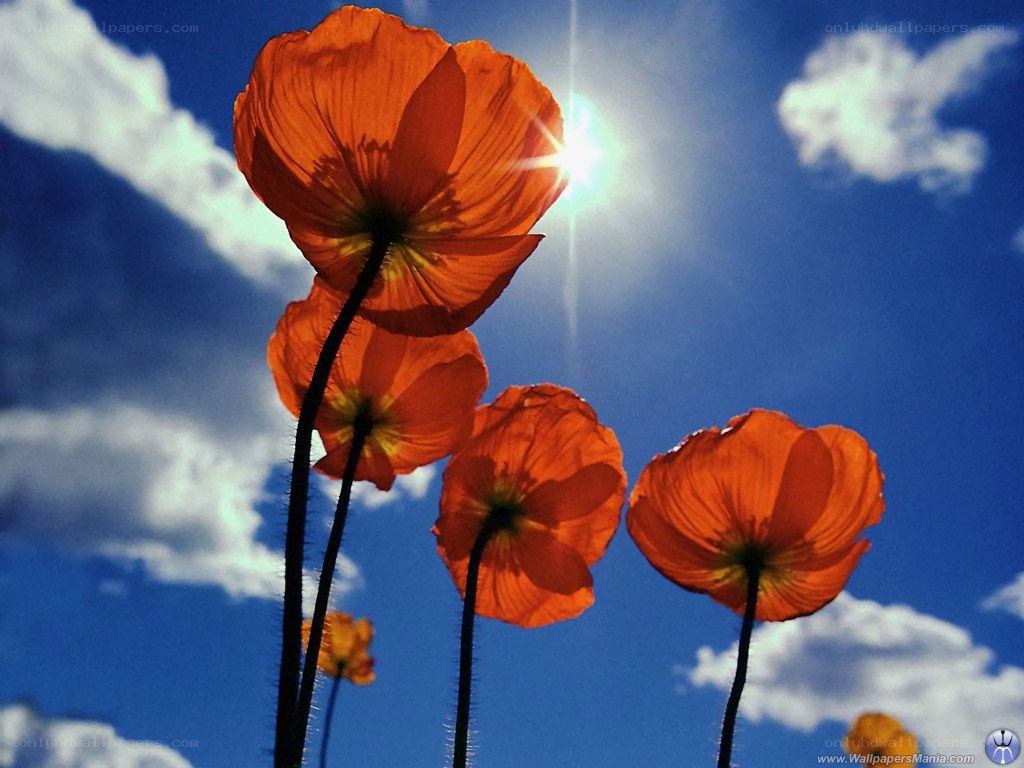 Poppies against a blue sky