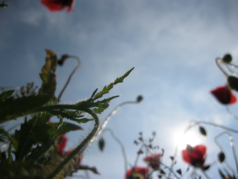 Poppies against the sky