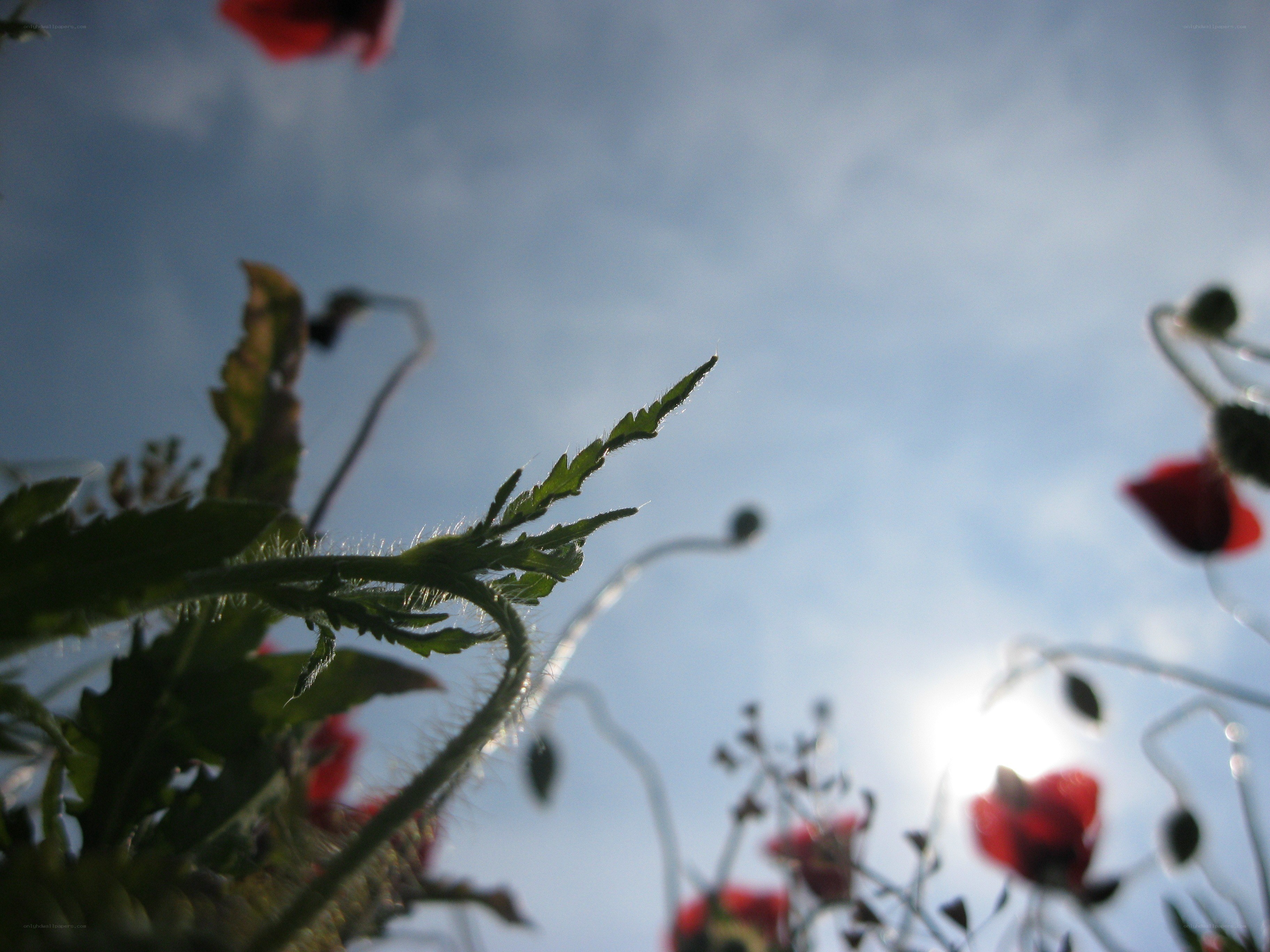 Poppies against the sky