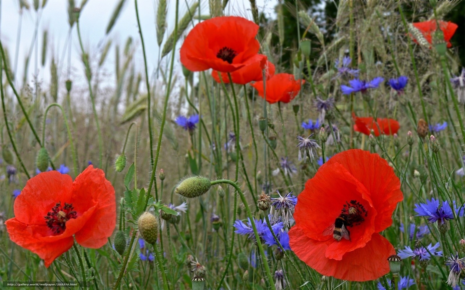 Poppies and bees in a meadow