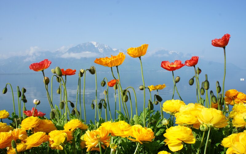 Poppies and Buttercups