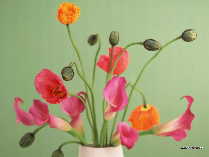 Poppies and Calla Lilies