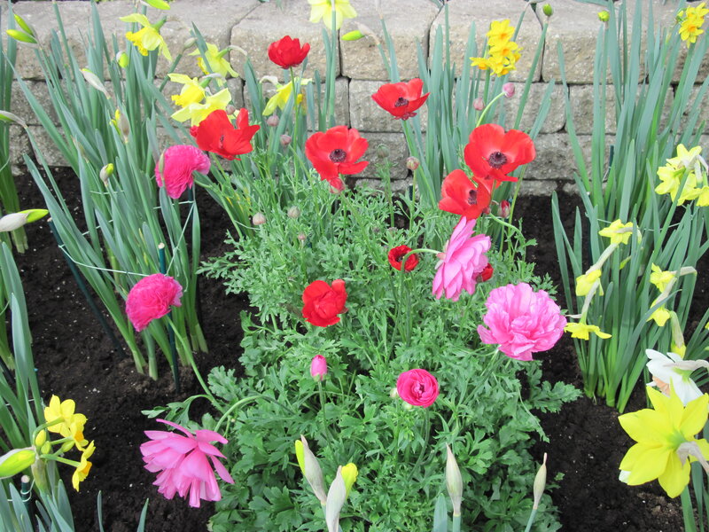 Poppies and Daffodils