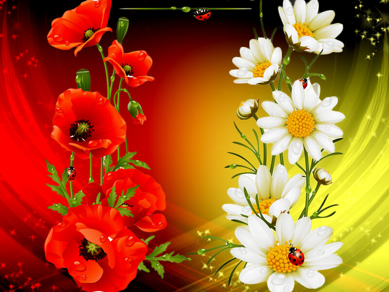 Poppies and Daisies