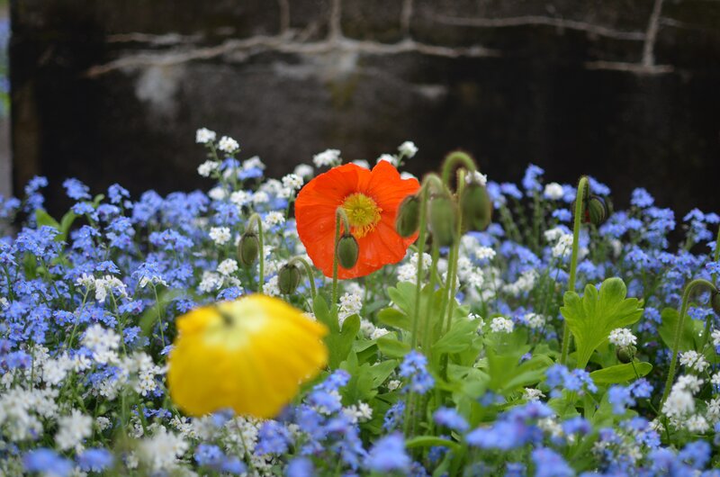 Poppies and Forget-me-nots
