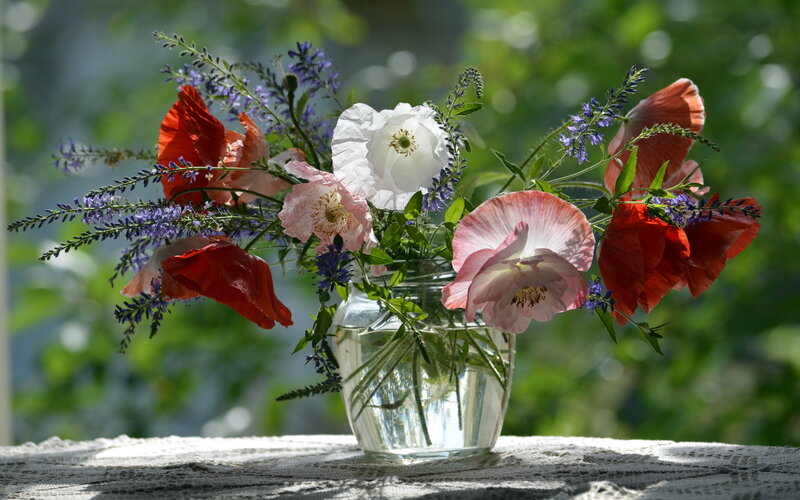 Poppies and Lavender in Vase