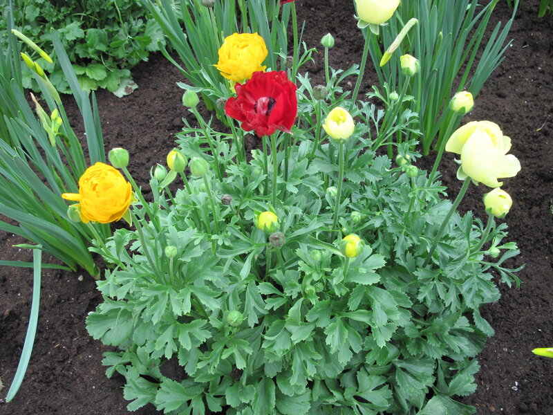 Poppies and Ranunculus
