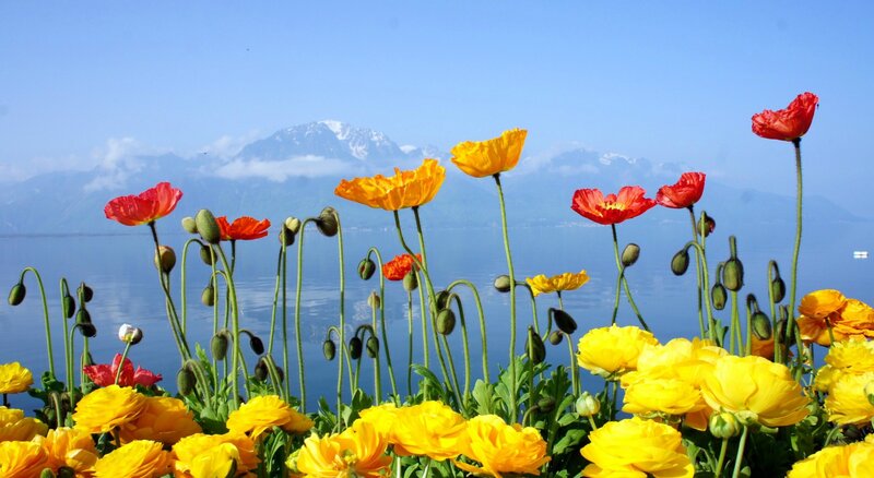 Poppies and Ranunculus — Yellow