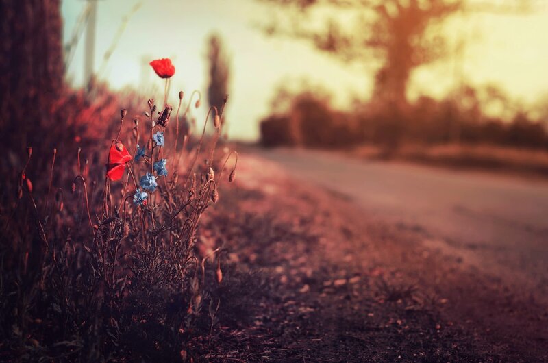 Poppies and Wildflowers — Red, Serene