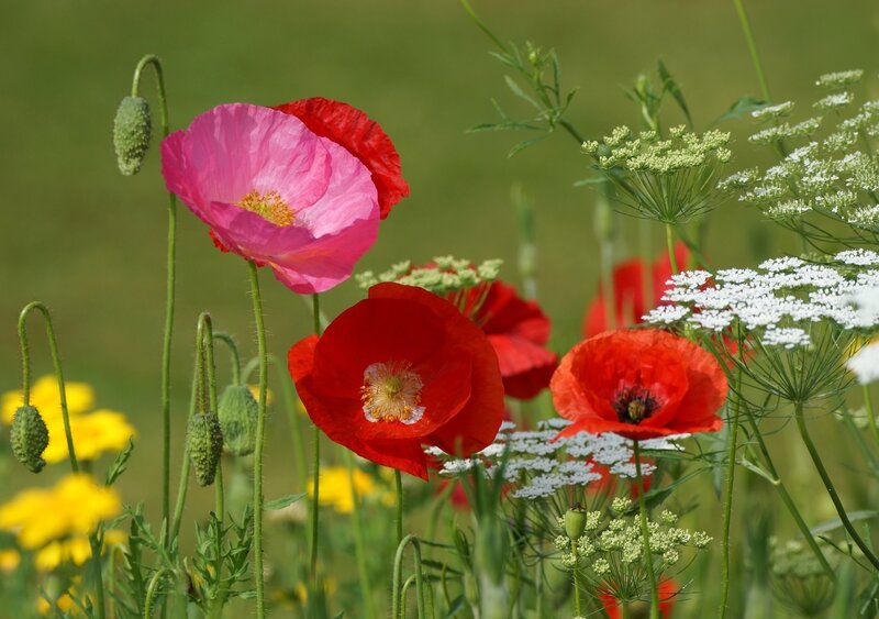 Poppies and Wildflowers — Red