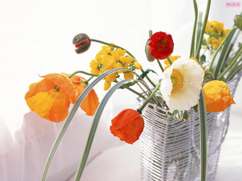 Poppies and Yellow Flowers