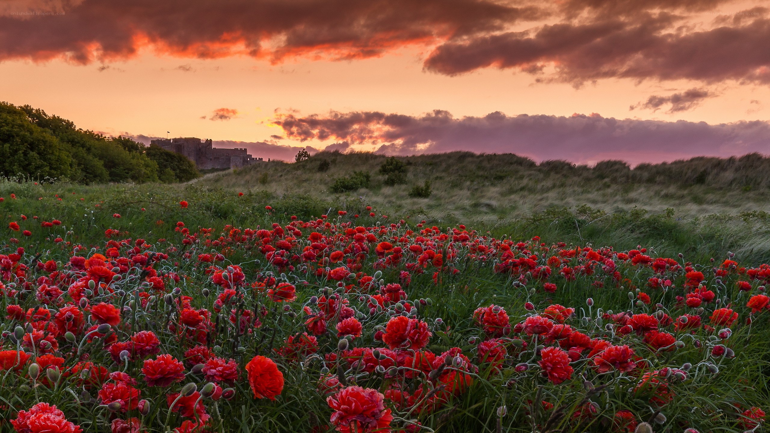 Poppies at sunset by a castle