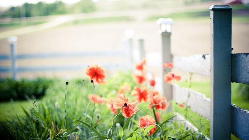 Poppies by a white fence
