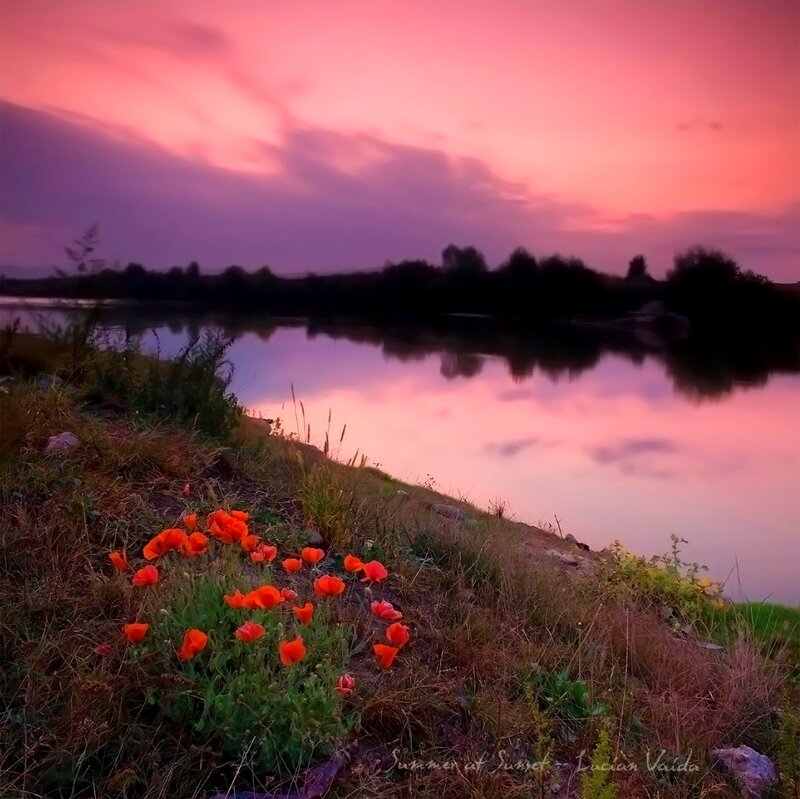 Poppies by Lake at Sunset