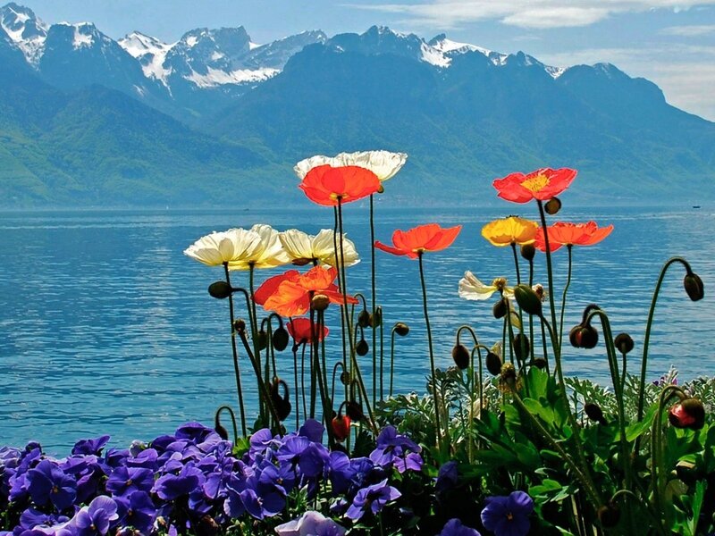 Poppies by Lake — Blue, Serene, Afternoon