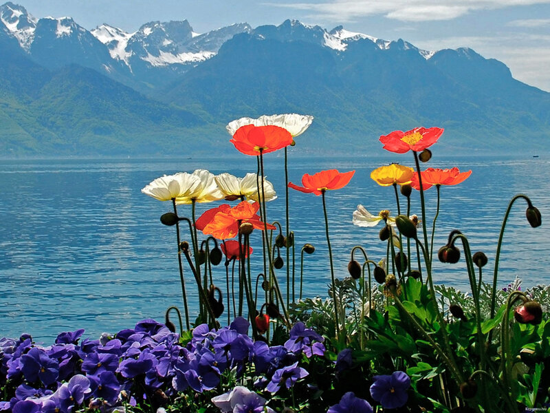 Poppies by Lake — Blue, Serene