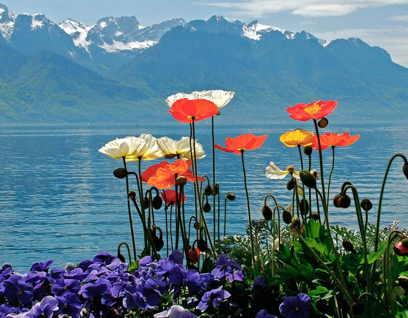 Poppies by Lake — Blue