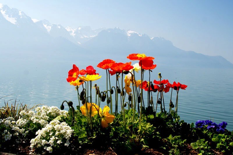 Poppies by Lake — Red, Serene, Afternoon, Photograph