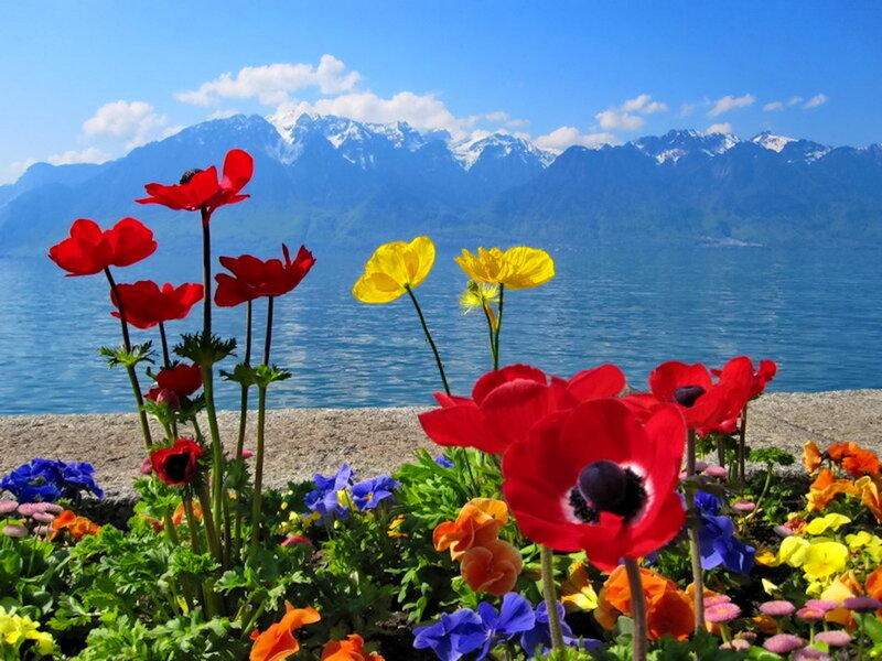 Poppies by Lake — Red, Serene, Afternoon